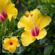 Seeds Ville Lantern Lanthana Hibiscus Flower Plant 30-60 cm Orange