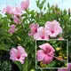 Seeds Ville Lantern Lanthana Hibiscus Flower Plant 30-60 cm Orange