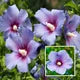 Seeds Ville Lantern Lanthana Hibiscus Flower Plant 30-60 cm Orange