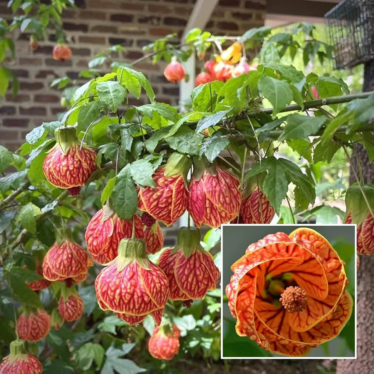 Seeds Ville Lantern Lanthana Hibiscus Flower Plant 30-60 cm Orange