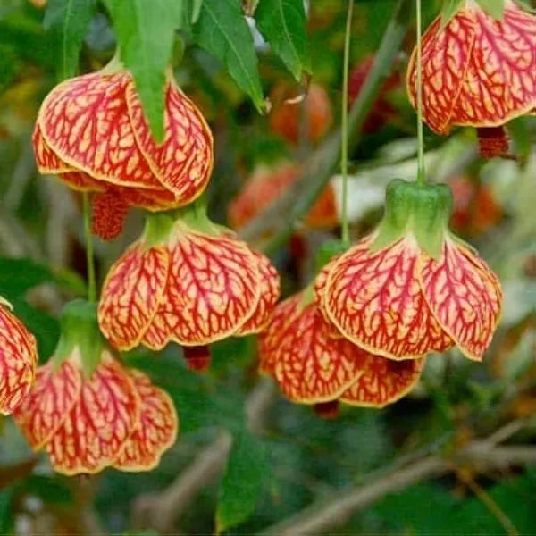 Seeds Ville Lantern Lanthana Hibiscus Flower Plant 30-60 cm Orange