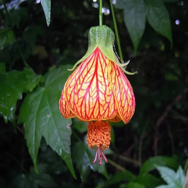 Seeds Ville Lantern Lanthana Hibiscus Flower Plant 30-60 cm Orange