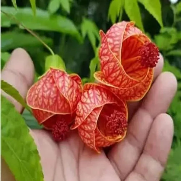Seeds Ville Lantern Lanthana Hibiscus Flower Plant 30-60 cm Orange