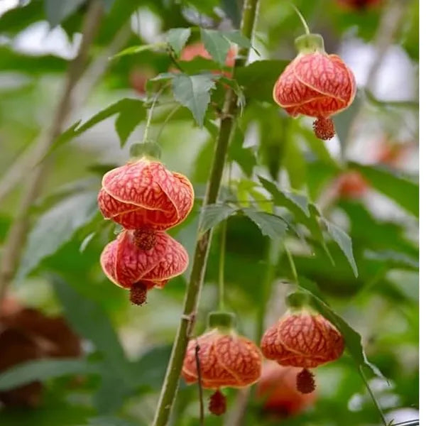 Seeds Ville Lantern Lanthana Hibiscus Flower Plant 30-60 cm Orange
