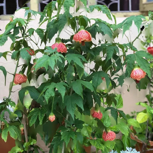 Seeds Ville Lantern Lanthana Hibiscus Flower Plant 30-60 cm Orange