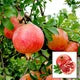 Seeds Ville Super Bhagwa Pomegranate Anar Grafted Fruit Plant 45-90cm