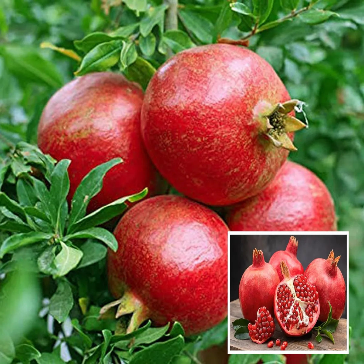 Seeds Ville Super Bhagwa Pomegranate Anar Grafted Fruit Plant 45-90cm