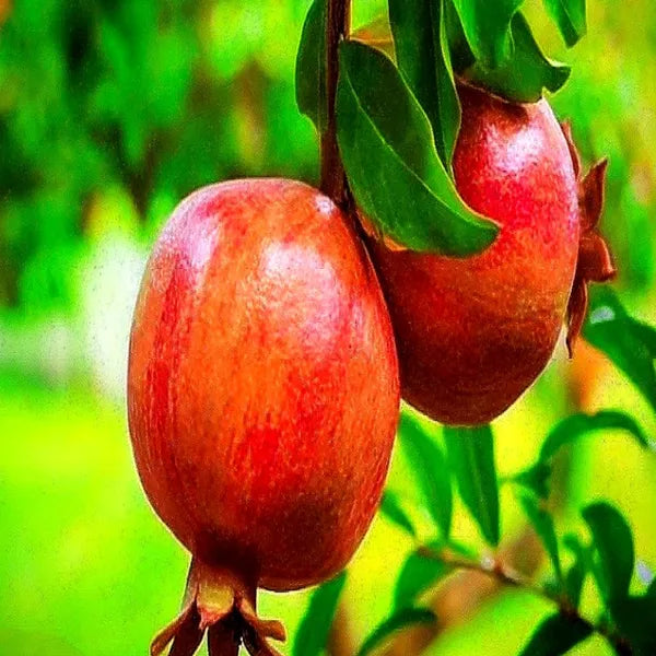 Seeds Ville Super Bhagwa Pomegranate Anar Grafted Fruit Plant 45-90cm
