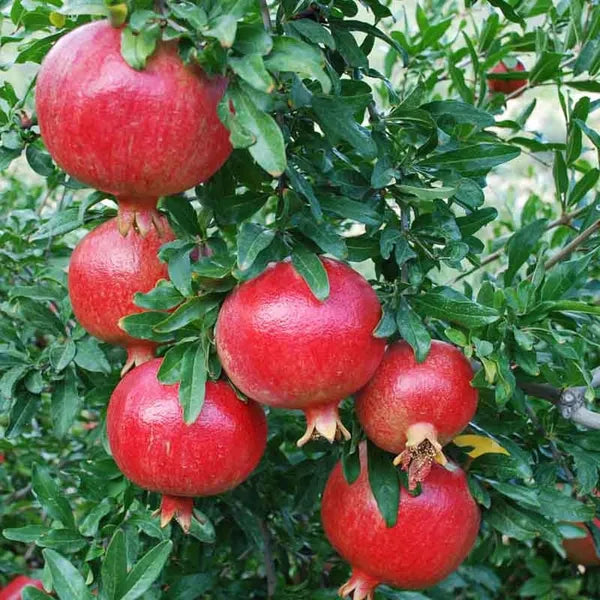 Seeds Ville Super Bhagwa Pomegranate Anar Grafted Fruit Plant 45-90cm