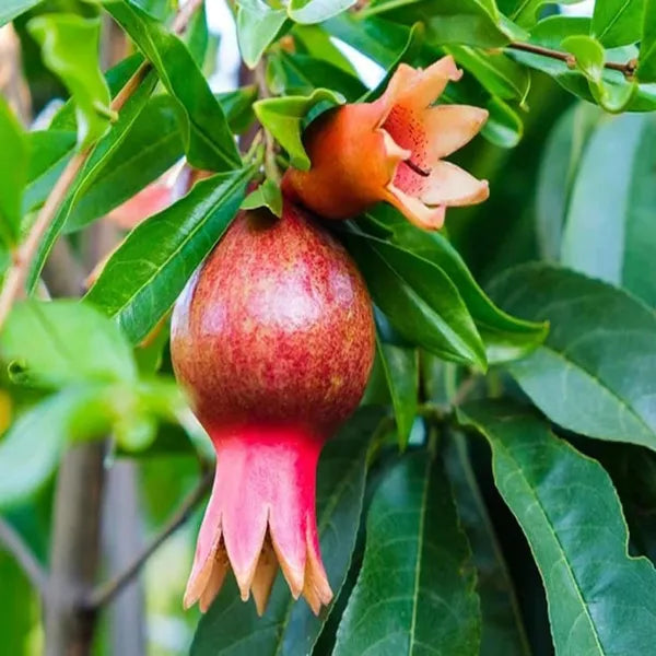 Seeds Ville Super Bhagwa Pomegranate Anar Grafted Fruit Plant 45-90cm