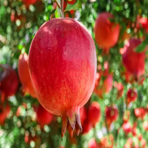 Seeds Ville Super Bhagwa Pomegranate Anar Grafted Fruit Plant 45-90cm