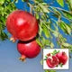 Seeds Ville Super Bhagwa Pomegranate Anar Grafted Fruit Plant 45-90cm