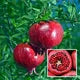 Seeds Ville Super Bhagwa Pomegranate Anar Grafted Fruit Plant 45-90cm