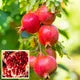 Seeds Ville Super Bhagwa Pomegranate Anar Grafted Fruit Plant 45-90cm