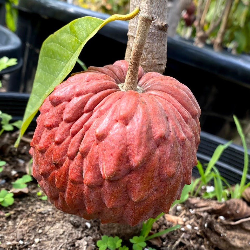 Seeds Ville Red Gefner Atemoya Live Plant Grafted