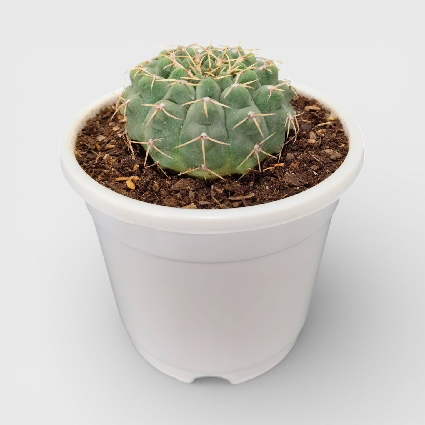 Gymnocalycium Quehlianum Hybrid Well Rooted Flowering Cactus 7-10cm