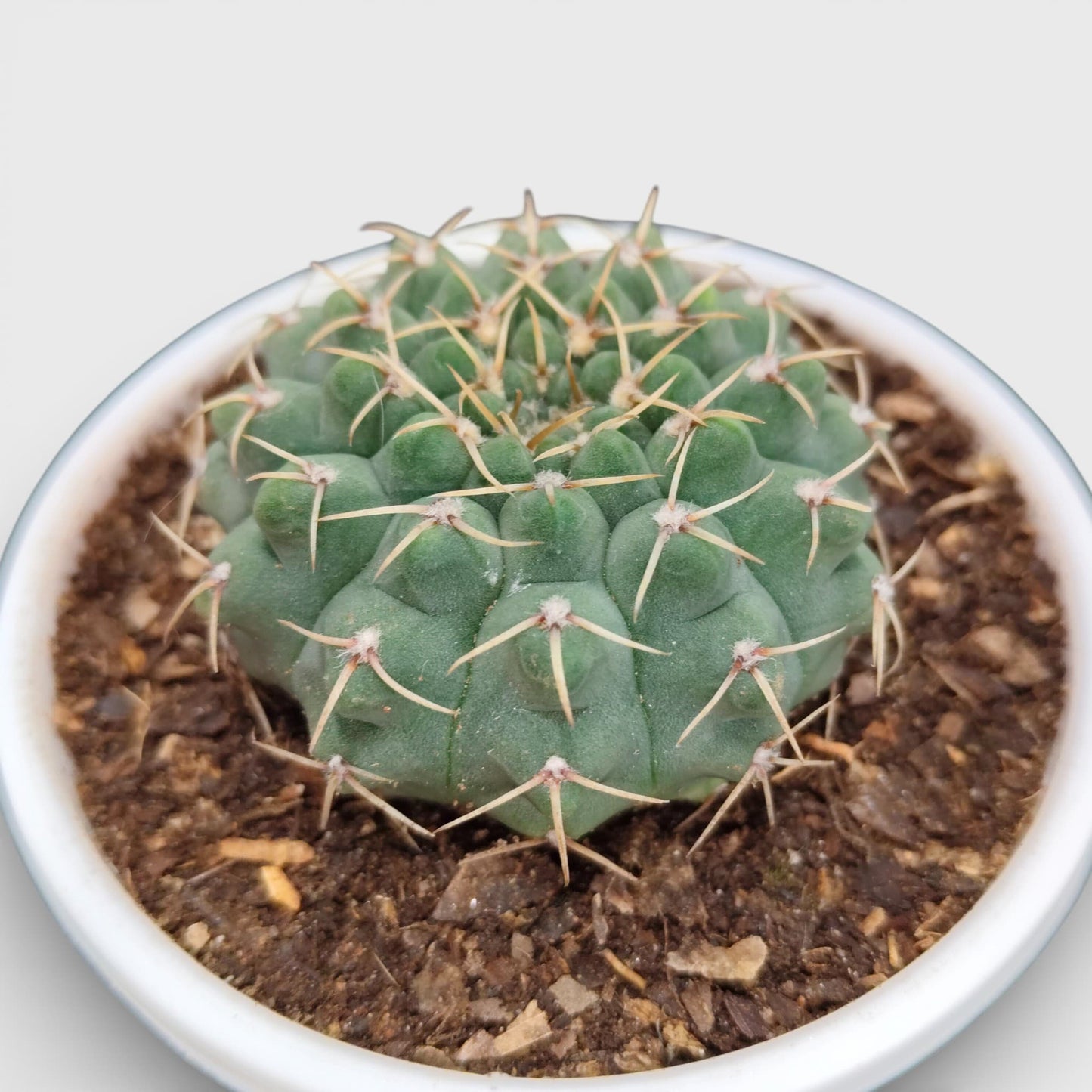 Gymnocalycium Quehlianum Hybrid Well Rooted Flowering Cactus 7-10cm
