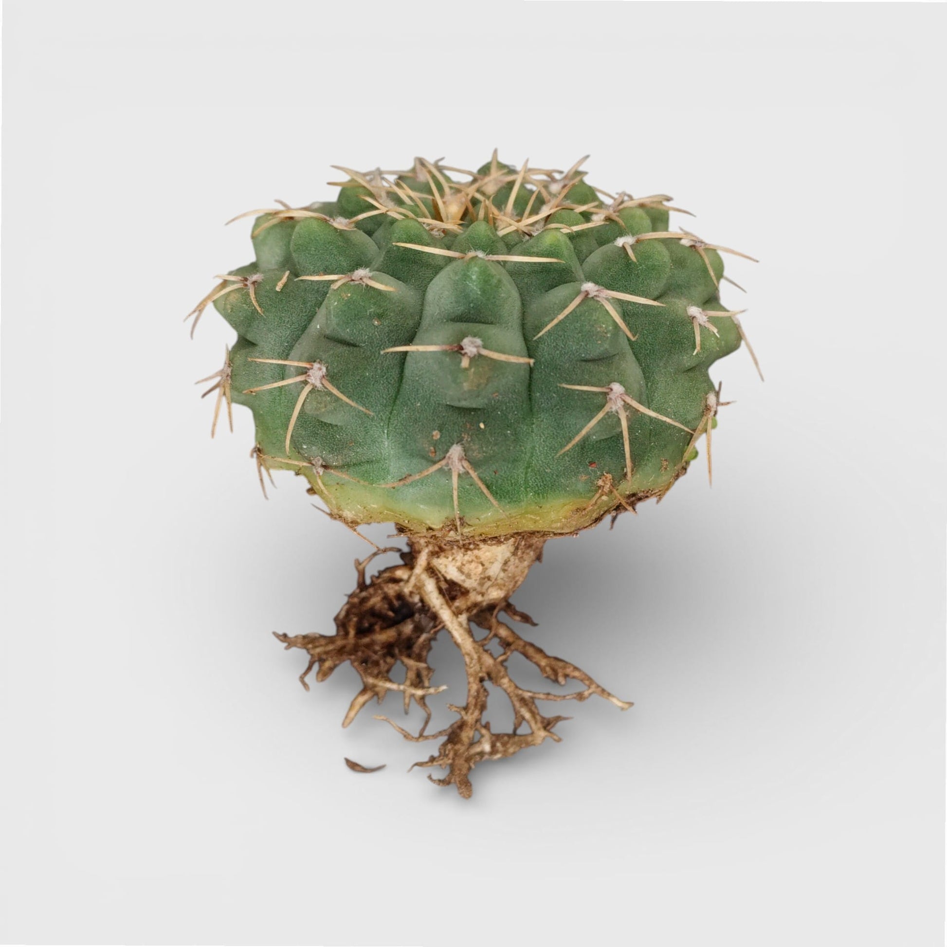 Gymnocalycium Quehlianum Hybrid Well Rooted Flowering Cactus 7-10cm