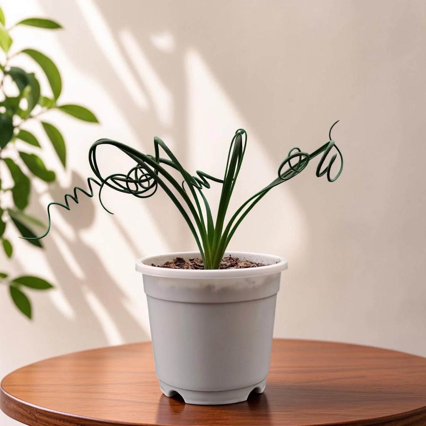 Seeds Ville Albuca Spiralis Frizzle Sizzle Corkscrew Succulent Plant
