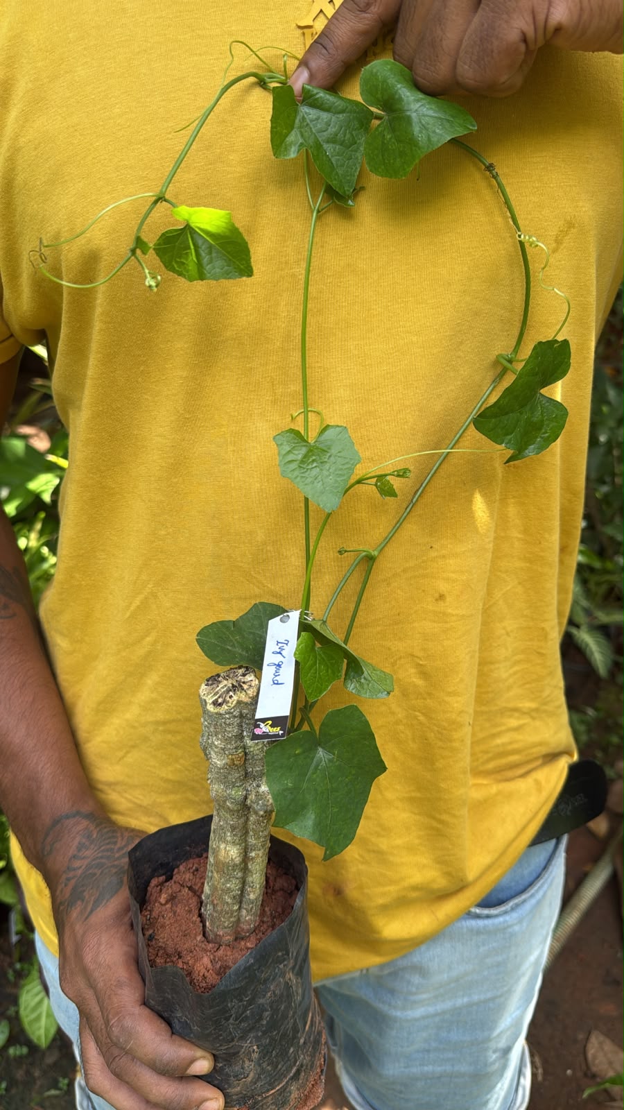 Seeds Ville Ivy Gourd Coccinia Grandis Medicinal Live Plant