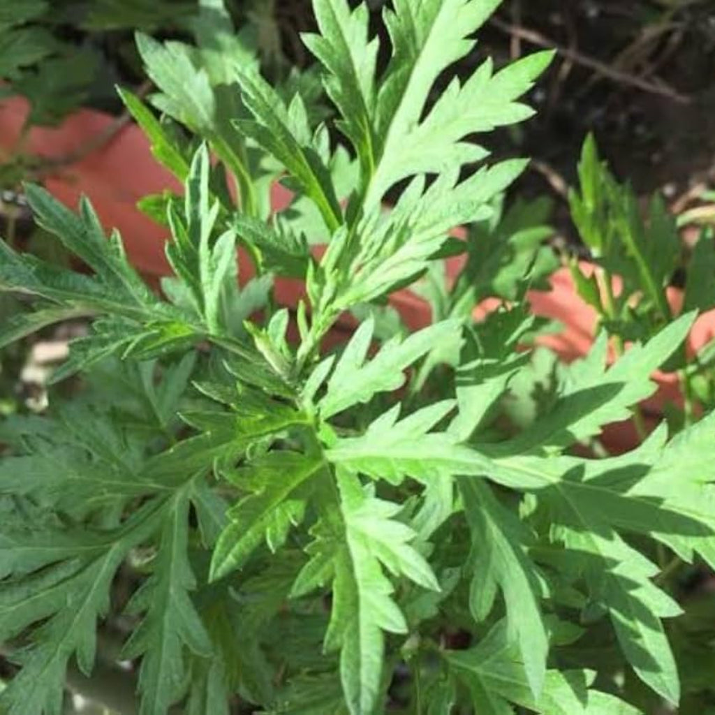 Seeds Ville Kasthuri Tulsi Medicinal Live Plant