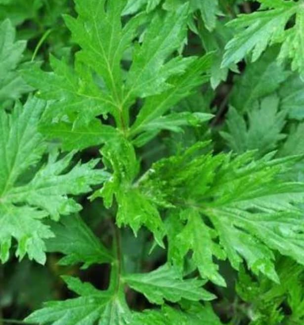 Seeds Ville Kasthuri Tulsi Medicinal Live Plant