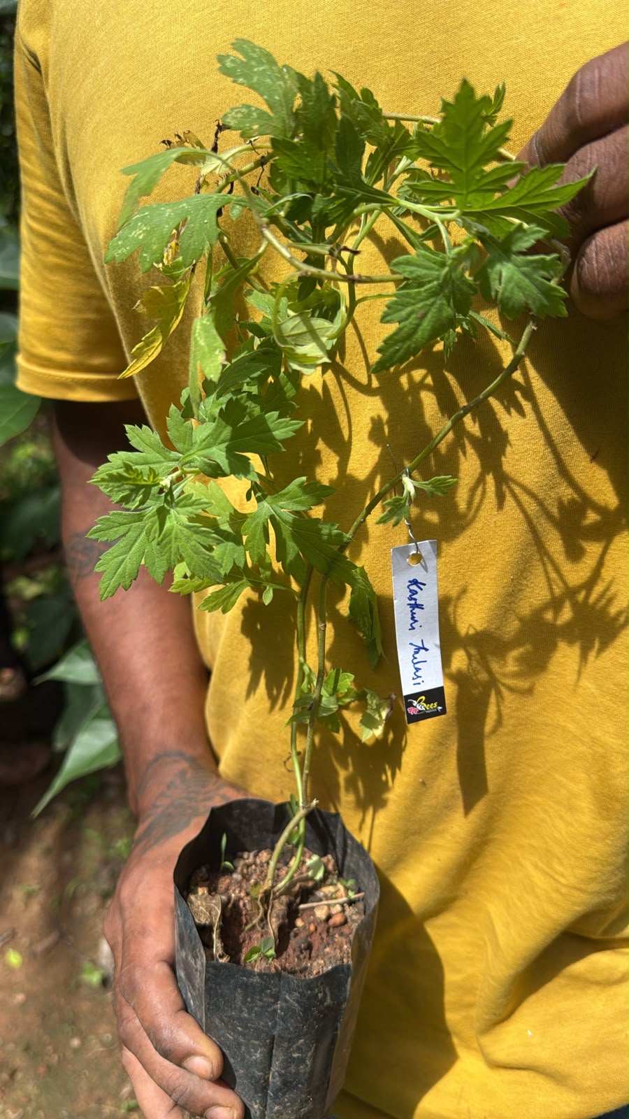 Seeds Ville Kasthuri Tulsi Medicinal Live Plant
