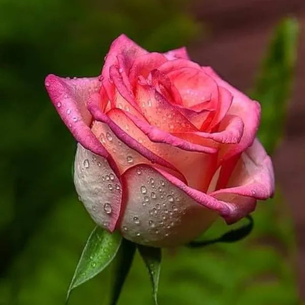 Seeds Ville Salmon Pink Rose Fragrant Flower Plant 30-60 cm