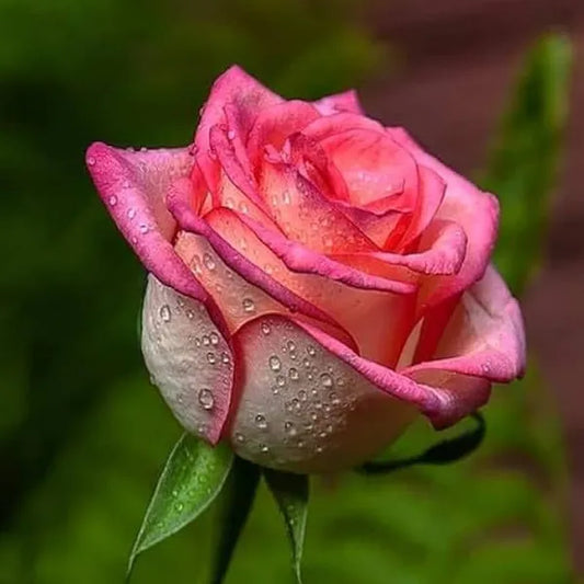 Seeds Ville Salmon Pink Rose Fragrant Flower Plant 30-60 cm