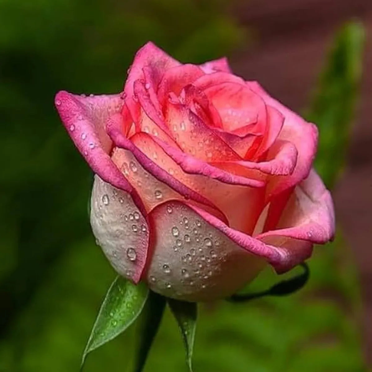 Seeds Ville Salmon Pink Rose Fragrant Flower Plant 30-60 cm