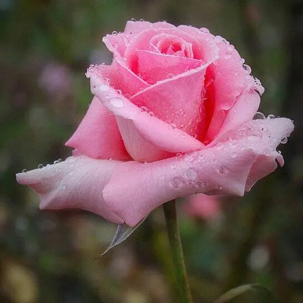 Seeds Ville Salmon Pink Rose Fragrant Flower Plant 30-60 cm