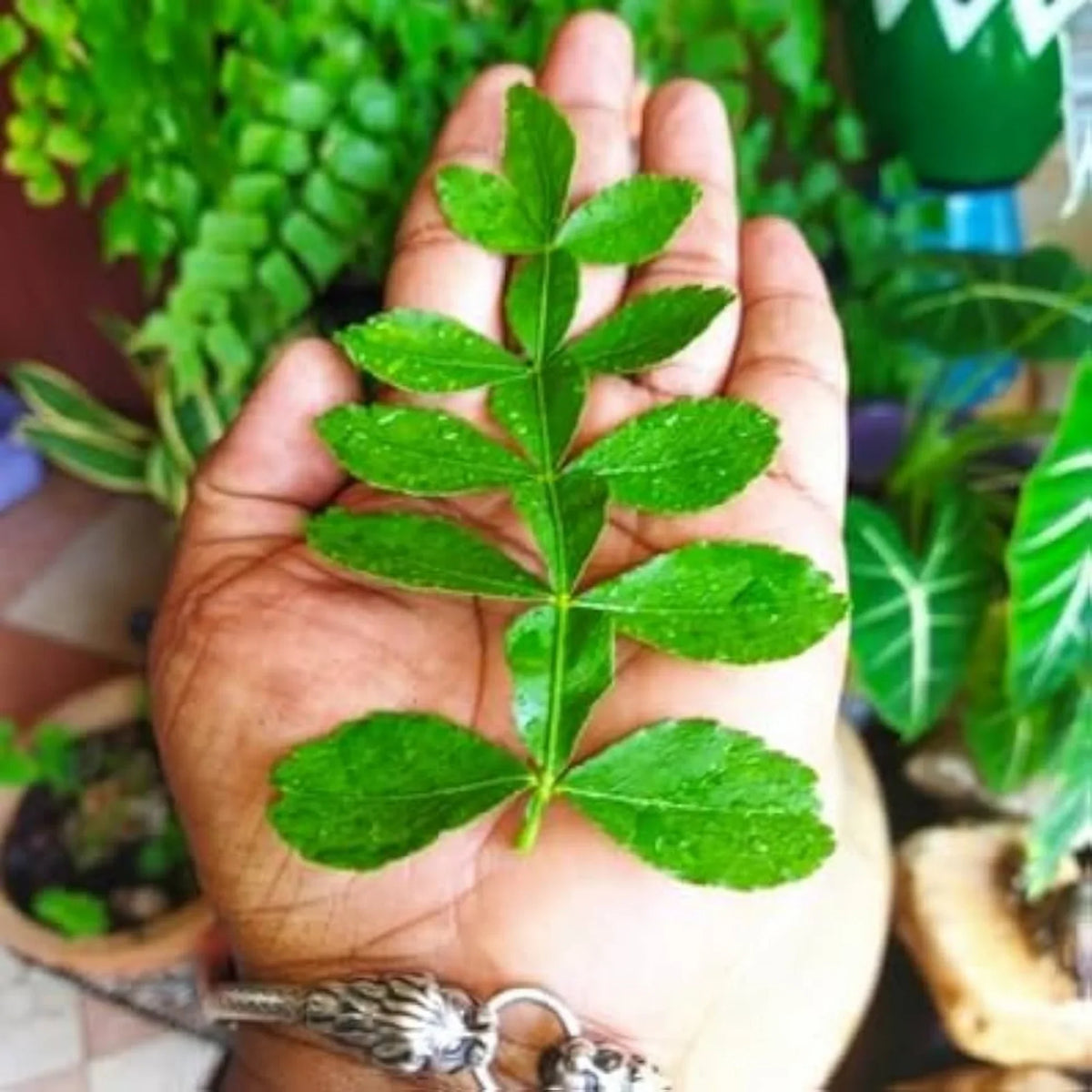 Seeds Ville 13 Leaves Raja Maha Vilvam Live Plant