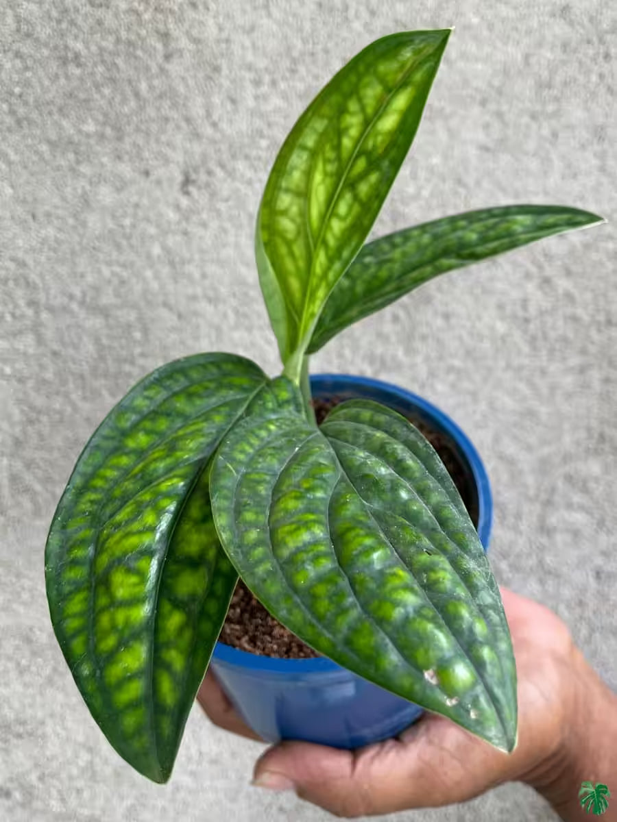 Monstera Peru Houseplant Embossed Dark Green Climbing Indoor Plant