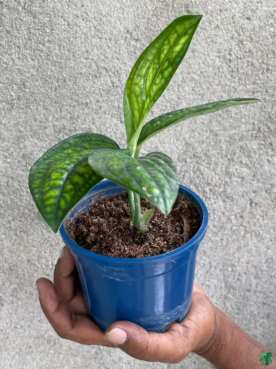 Monstera Peru Houseplant Embossed Dark Green Climbing Indoor Plant