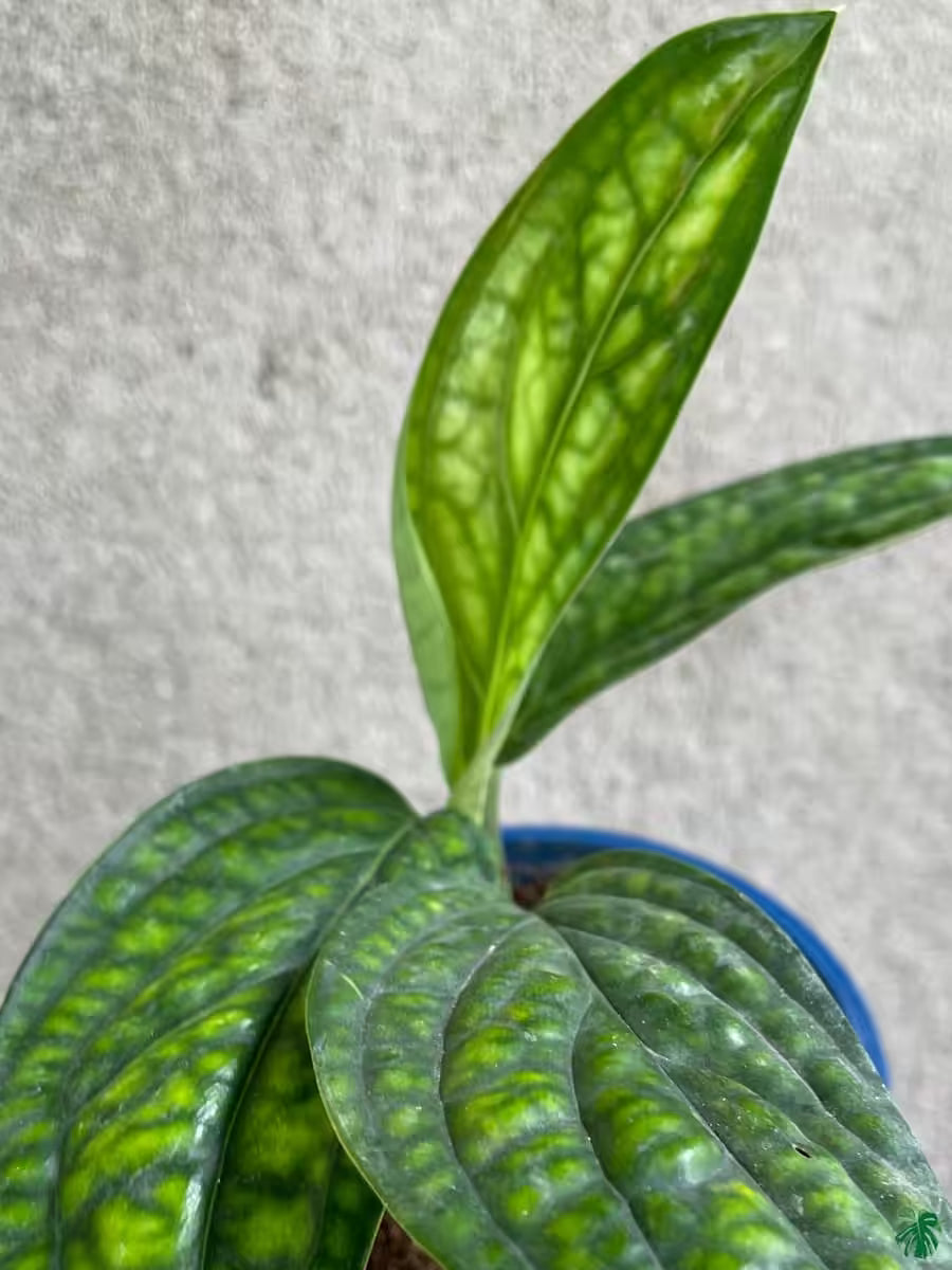Monstera Peru Houseplant Embossed Dark Green Climbing Indoor Plant