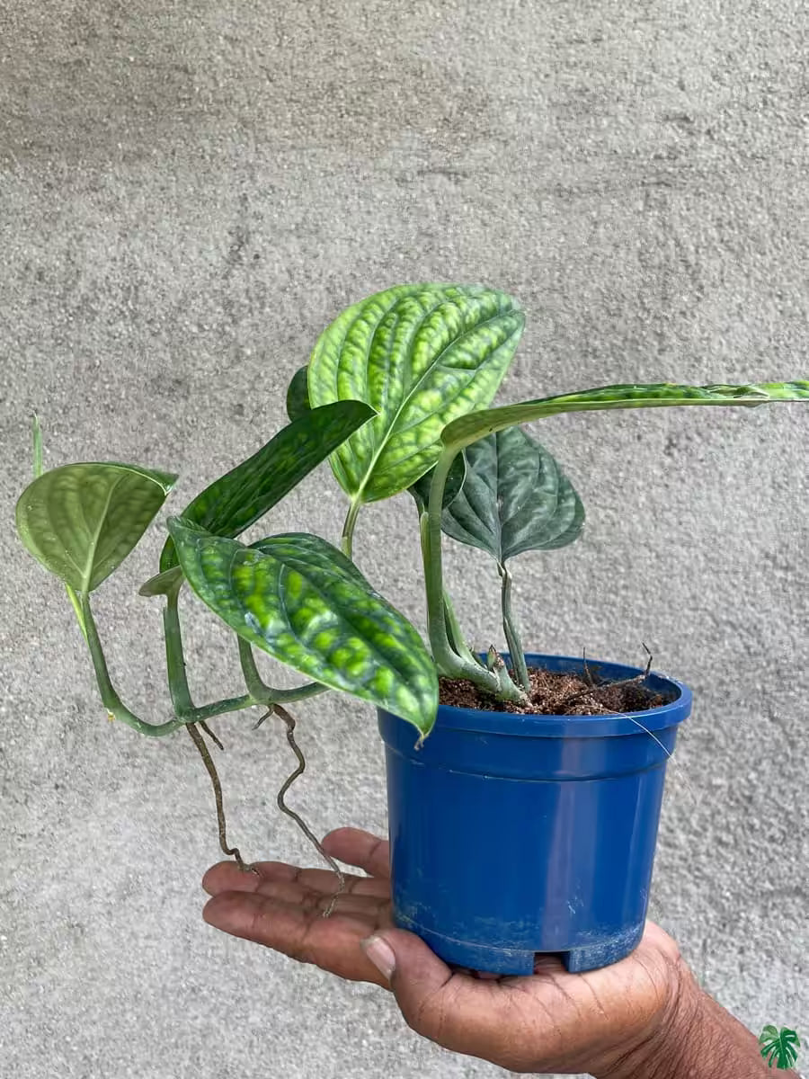 Monstera Peru Houseplant Embossed Dark Green Climbing Indoor Plant