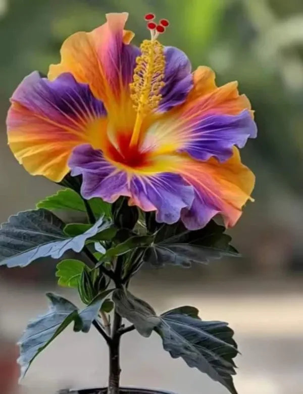https://d1311wbk6unapo.cloudfront.net/NushopCatalogue/tr:f-webp,w-600,fo-auto/6895bfd6ed4d9e6c607e7d78/cat_img/Multi_Colour_Rosa_Hibiscus_Gudhal_Flowers_Live_Plant_Perfect_For_Your_Balcony_And_Home_Garden_1_Healthy_Live_Plant__Pack_Of___1__7UOMMNFIUV_2025-11-10_3.jpg