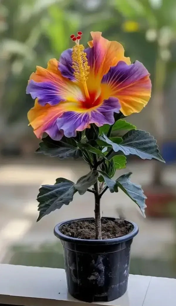 https://d1311wbk6unapo.cloudfront.net/NushopCatalogue/tr:f-webp,w-600,fo-auto/6895bfd6ed4d9e6c607e7d78/cat_img/Multi_Colour_Rosa_Hibiscus_Gudhal_Flowers_Live_Plant_Perfect_For_Your_Balcony_And_Home_Garden_1_Healthy_Live_Plant__Pack_Of___1__PD49V66G0T_2025-11-10_2.png