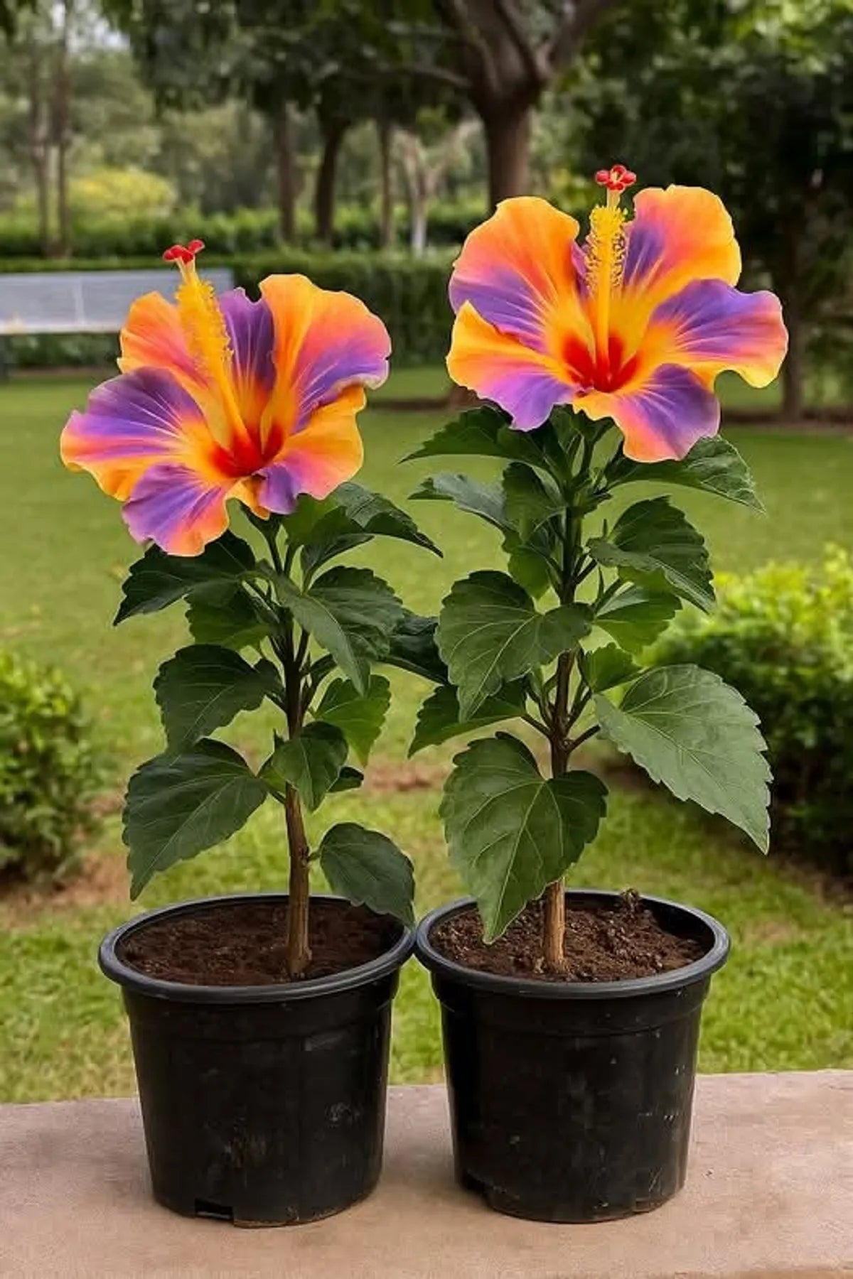https://d1311wbk6unapo.cloudfront.net/NushopCatalogue/tr:f-webp,w-1200,fo-auto/6895bfd6ed4d9e6c607e7d78/cat_img/Multi_Colour_Rosa_Hibiscus_Gudhal_Flowers_Live_Plant_Perfect_For_Your_Balcony_And_Home_Garden_1_Healthy_Live_Plant__Pack_Of___1__YOPZGG8YEB_2025-11-10_1.jpg