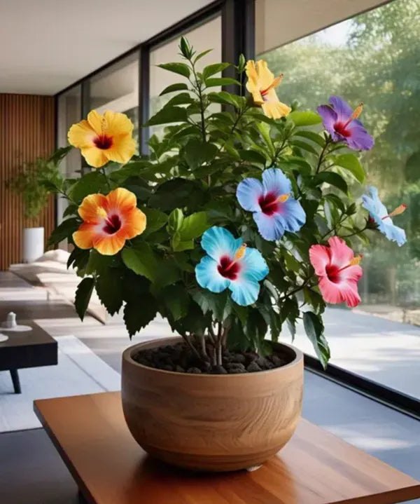 https://d1311wbk6unapo.cloudfront.net/NushopCatalogue/tr:f-webp,w-600,fo-auto/6895bfd6ed4d9e6c607e7d78/cat_img/Multicolour_Hibiscus_Gudhal_Flowers_Live_Plant__MY5PGP6JNS_2025-11-06_1.png