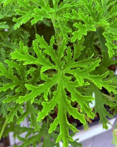 Seeds Ville Odomos Citronella Pelargoniums Live Plant