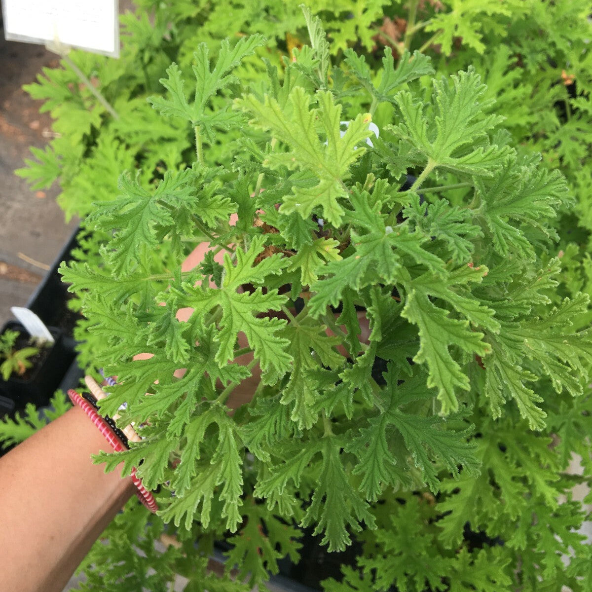 Seeds Ville Odomos Citronella Pelargoniums Live Plant