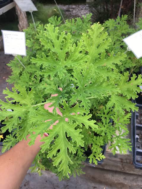 Seeds Ville Odomos Citronella Pelargoniums Live Plant