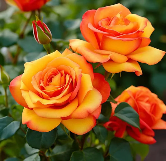 Tequila Sunrise Rose Fragrant Flower Plant 30 to 60cm Height