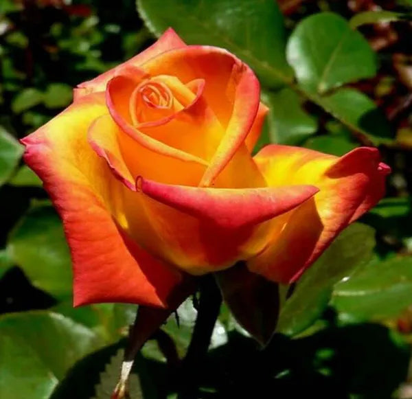 Tequila Sunrise Rose Fragrant Flower Plant 30 to 60cm Height