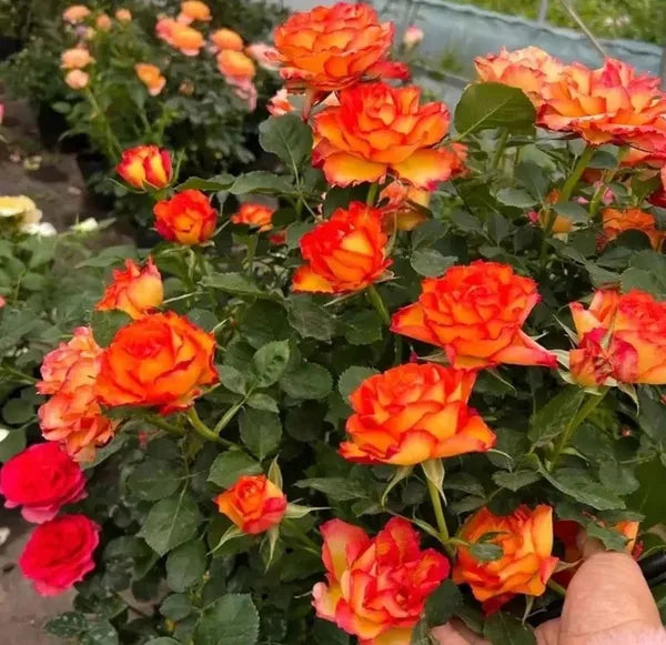 Tequila Sunrise Rose Fragrant Flower Plant 30 to 60cm Height