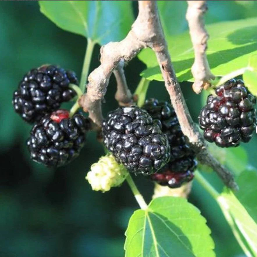 50 SEEDS- Dark Black Mulberry Fruit Seeds - Sahtoot Seeds