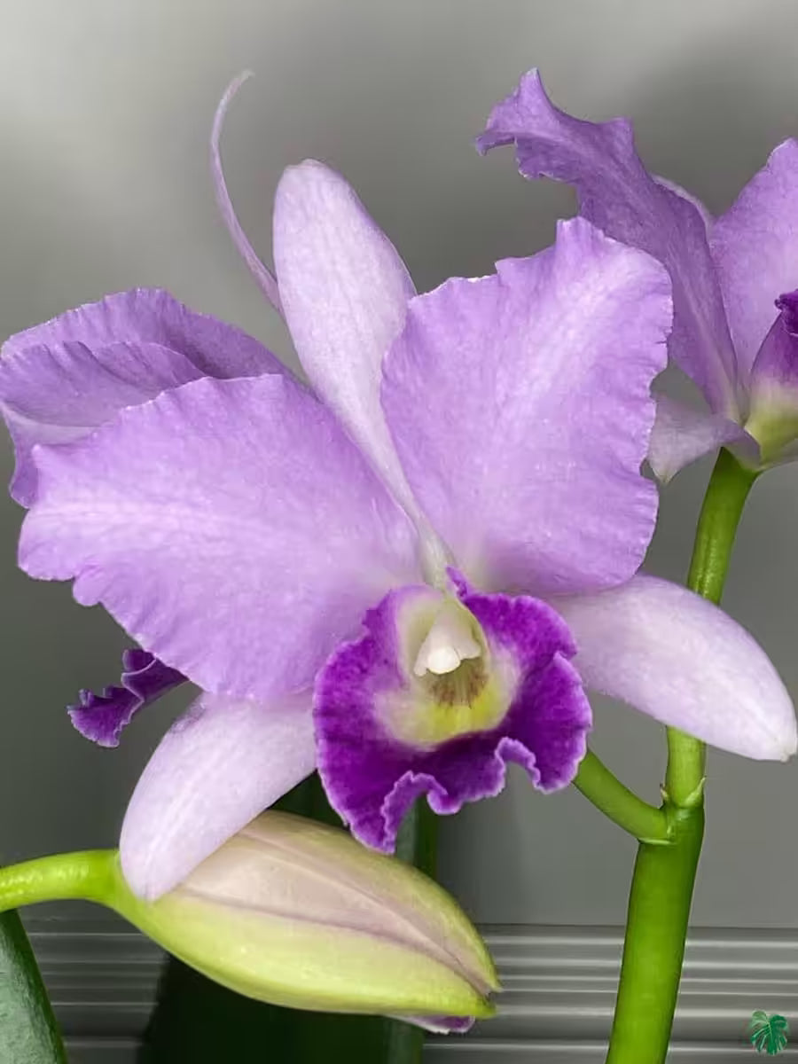Rhyncholaeliocattleya Hawaiian Blue Sky Seedling Fragrant Orchid Plant