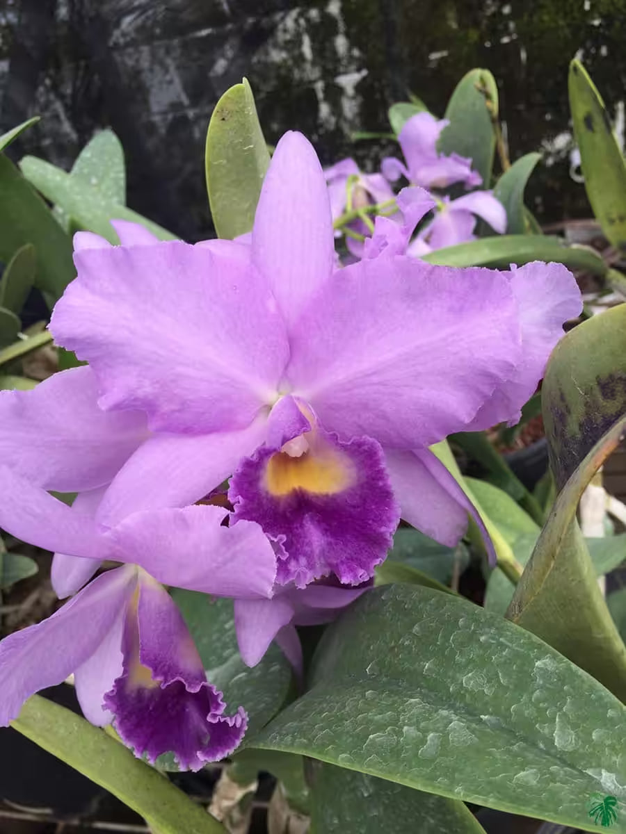 Rhyncholaeliocattleya Hawaiian Blue Sky Seedling Fragrant Orchid Plant