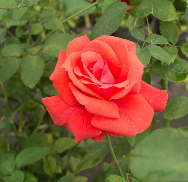 Orange Pink Rose Fragrant Flower Plant 30-60 cm Height